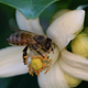 Image for article titled Study Finds that Bees Can Have Tiny Little Personalities